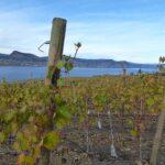 Best BC Wines – Deep Roots